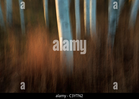 Intenzionale di movimento della telecamera rende per una rappresentazione artistica di un cavalletto di autunno di betulle al tramonto Foto Stock