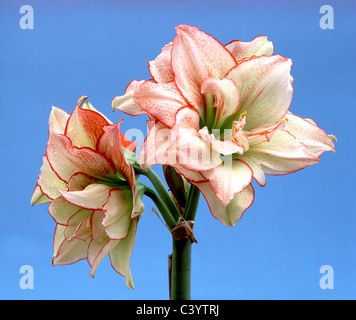 Amaryllis Afrodite in fiore contro sfondo blu Foto Stock