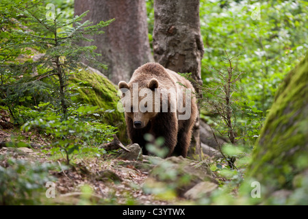 Captive Unione orso bruno, fotografato in Germania. Foto Stock