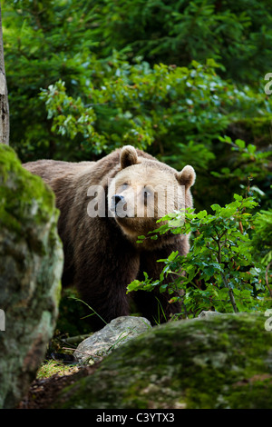 Captive Unione orso bruno, fotografato in Germania. Foto Stock