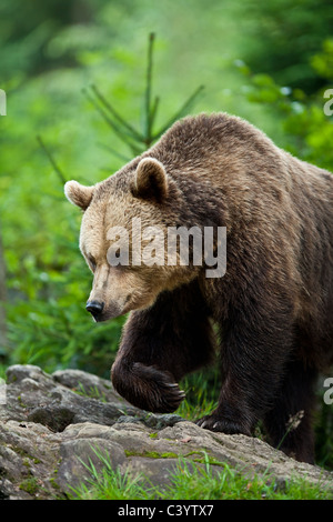 Captive Unione orso bruno, fotografato in Germania. Foto Stock