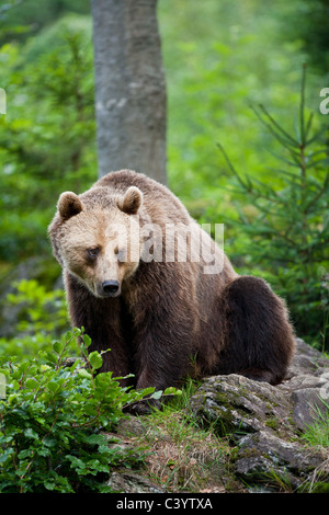 Captive Unione orso bruno, fotografato in Germania. Foto Stock
