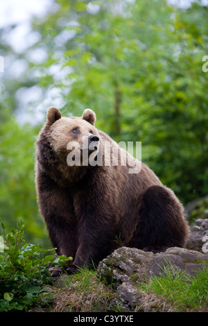 Captive Unione orso bruno, fotografato in Germania. Foto Stock