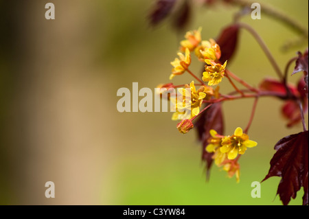 Acer platanoides Faassen 'nera' in fiore Foto Stock