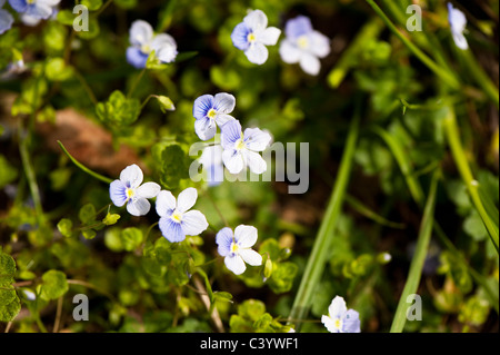 Veronica filiformis, snello Speedwell Foto Stock