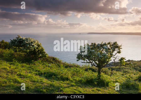 Biancospino alberi in fiore sul clifftops del Dodman, sud della Cornovaglia, Inghilterra. Molla (maggio) 2011. Foto Stock