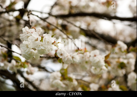 Prunus 'Shirotae', Giapponese ciliegio in fiore Foto Stock