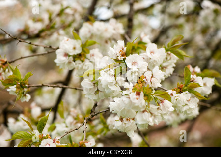 Prunus 'Shirotae', Giapponese ciliegio in fiore Foto Stock