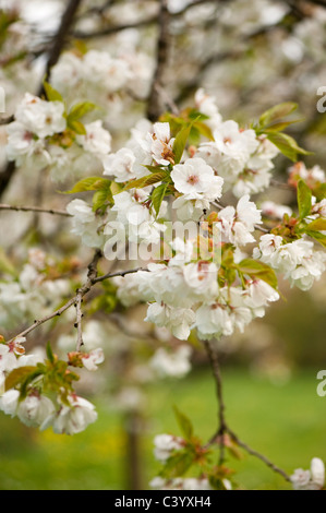 Prunus 'Shirotae', Giapponese ciliegio in fiore Foto Stock