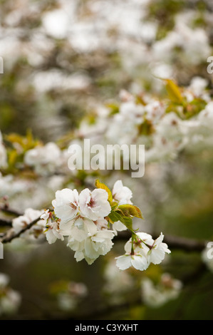 Prunus 'Shirotae', Giapponese ciliegio in fiore Foto Stock