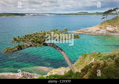 Pino sul punto Carricknath, affacciato Carrick strade verso Colchester, Inghilterra. Molla (maggio) 2011. Foto Stock