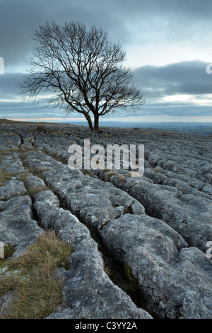Un lone biancospino albero cresce dal pavimento di pietra calcarea di Malham Lings oltre Malham nel Yorkshire Dales di Inghilterra Foto Stock