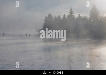 Cool nebbia mattutina sul fiume Fraser. Port Coquitlam, BC, Canada. Foto Stock