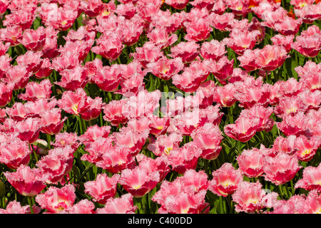 Campo con bella rosa tulipani Olandesi in primo piano Foto Stock