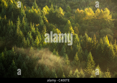 Pini retroilluminato lungo il fiume Wye come si vede dalla Symonds Yat in una nebbiosa mattina di autunno Foto Stock