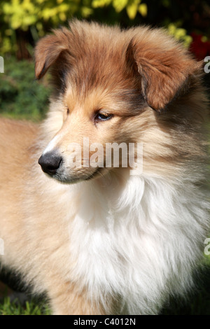 Ruvida cucciolo Collie Foto Stock