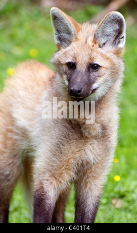 Cucciolo di lupo dalla criniera Foto Stock