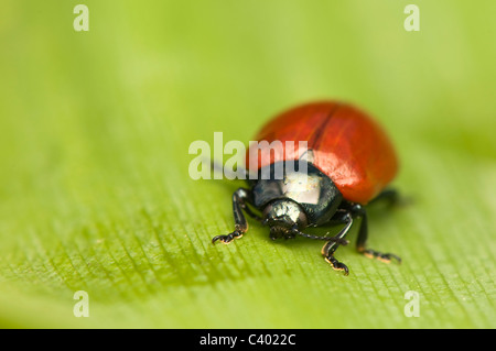 Chrysomela Foto Stock