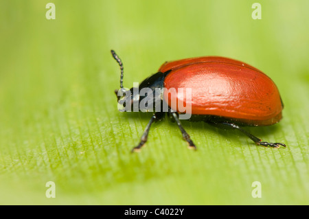 Chrysomela Foto Stock
