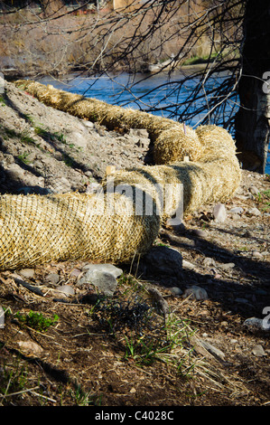 Cocco cocco è stato posto in corrispondenza del bordo di un flusso a revegetate il flusso banca e impedire un ulteriore erosione. Foto Stock