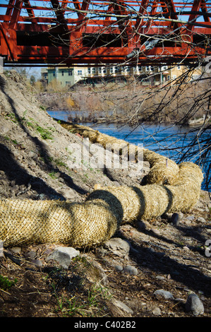 Cocco cocco è stato posto in corrispondenza del bordo di un flusso a revegetate il flusso banca e impedire un ulteriore erosione. Foto Stock