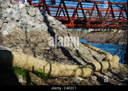 Cocco cocco è stato posto in corrispondenza del bordo di un flusso a revegetate il flusso banca e impedire un ulteriore erosione. Foto Stock