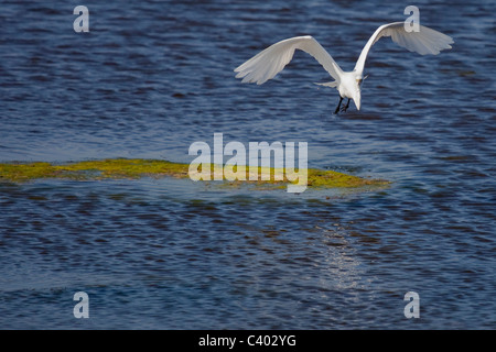 Grande airone bianco, Chincoteague National Wildlife Refuge, Assateague Island in Virginia Foto Stock