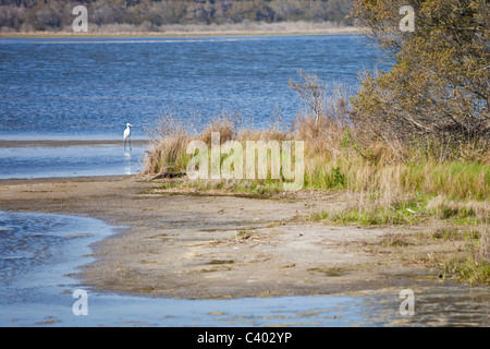 Grande airone bianco, Chincoteague National Wildlife Refuge, Assateague Island in Virginia Foto Stock