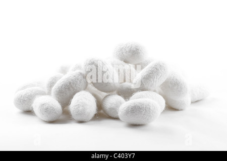 Primo piano di bozzoli di seta su sfondo bianco. Foto Stock