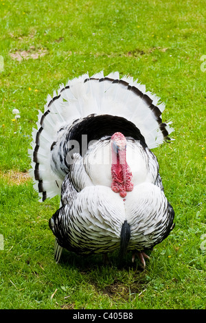 Turchia, Ballenberg museum, Hofstetten, Svizzera Foto Stock