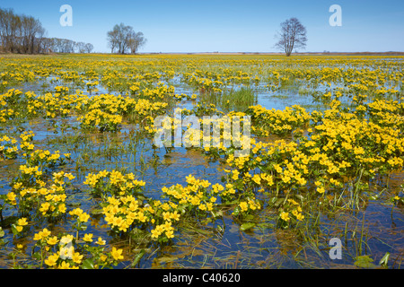 Polonia paesaggio di primavera - Biebrza National Park, regione Podlasie, Polonia Foto Stock