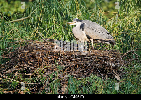 Airone cenerino, Ardea cinerea, singolo adulto sul nido con giovani, UK, Aprile 2011 Foto Stock