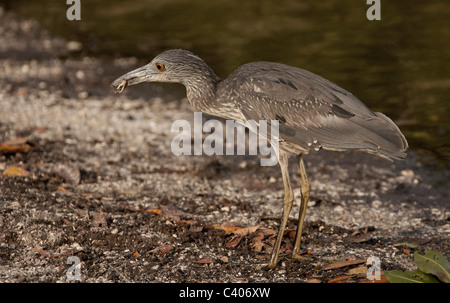 Immaturo Nitticora mangiando un granchio, Ding Darling Nature Preserve, Sanibel Island. Foto Stock