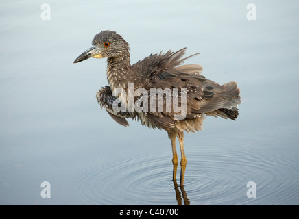 Yellow-Crowned immaturi di nitticora arruffamento delle piume. Foto Stock