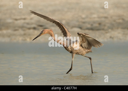 Garzetta rossastra la pesca in laguna poco profonda, Florida Foto Stock