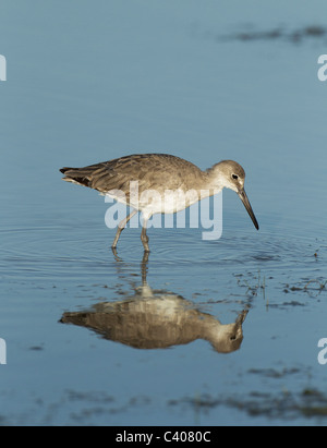 Riflessione Willet, Estero laguna Florida. Foto Stock