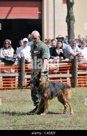 Un attacco militare cane pastore belga cane / Malinois e traininer durante la giornata di apertura dell'esercito belga a Leopoldsburg, Belgio Foto Stock