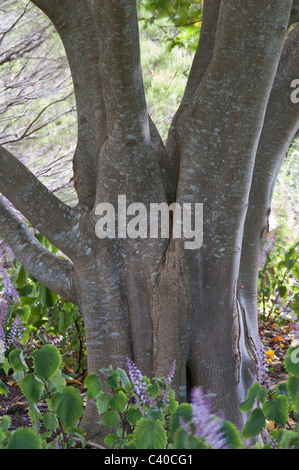 Cape Castagno (Calodendrum capense) tronco e corteccia Kirstenbosch National Botanical Garden Cape Town Western Cape Sud Africa Foto Stock