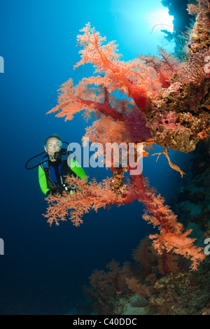 Scuba Diver e rossi coralli molli, Dendronephthya sp., Wakaya, Lomaiviti, Isole Figi Foto Stock