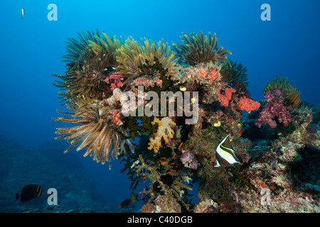 Crinoidi coloratissimi in Coral Reef, Namena Riserva Marina, Isole Figi Foto Stock