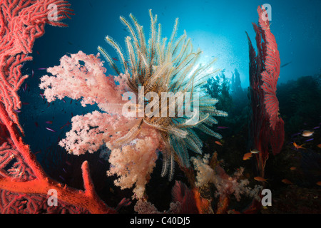 Coral Reef, Namena Riserva Marina, Isole Figi Foto Stock