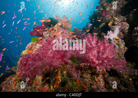 Colorata Barriera Corallina, Namena Riserva Marina, Isole Figi Foto Stock