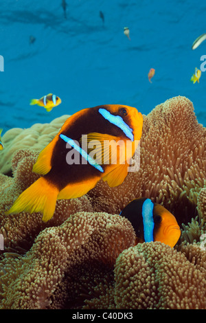 Arancio-pinna, Anemonefish Amphiprion chrysopterus, Namena Riserva Marina, Isole Figi Foto Stock