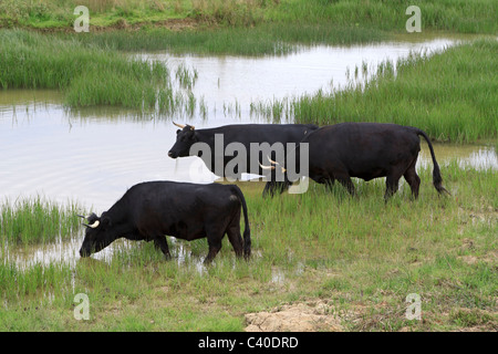 Nero di arresto del bestiame a bere ad uno stagno poco profondo. Le mucche in un campo palustri accanto a Rutland pausa di acqua da bere. Foto Stock