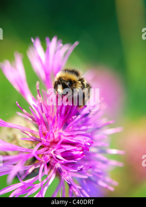 Bumblebee seduto sulla violetta thistle Foto Stock