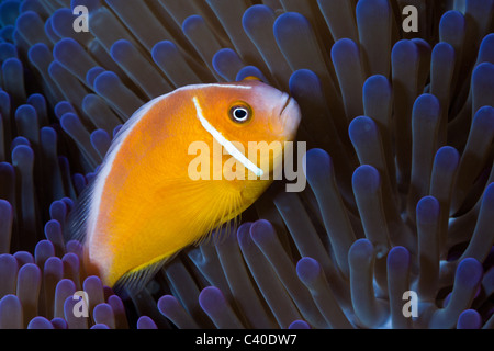 Rosa, Anemonefish Amphiprion perideraion, Gau, Lomaiviti, Isole Figi Foto Stock