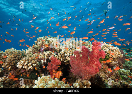 Lyretail Anthias in Coral Reef, Pseudanthias squamipinnis, Gau, Lomaiviti, Isole Figi Foto Stock