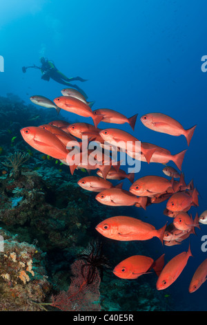 Scuola di esili Pinjalo pesce e scuba diver, Pinjalo lewisi, Nagali, Isole Figi Foto Stock