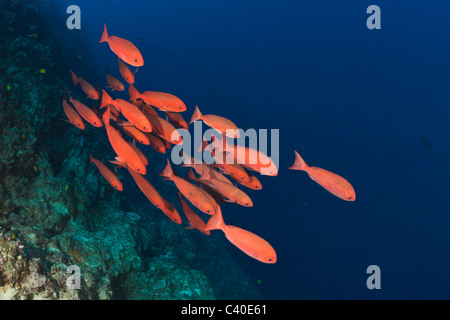 Scuola di esili Pinjalo Pesce, Pinjalo lewisi, Nagali, Isole Figi Foto Stock