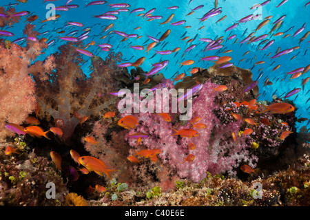 Colorata Barriera Corallina, Namena Riserva Marina, Isole Figi Foto Stock